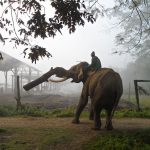 Elephant Sanctuary